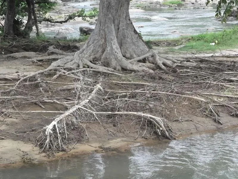 The Underground Internet Connecting Forests (Image Credits: Wikimedia)