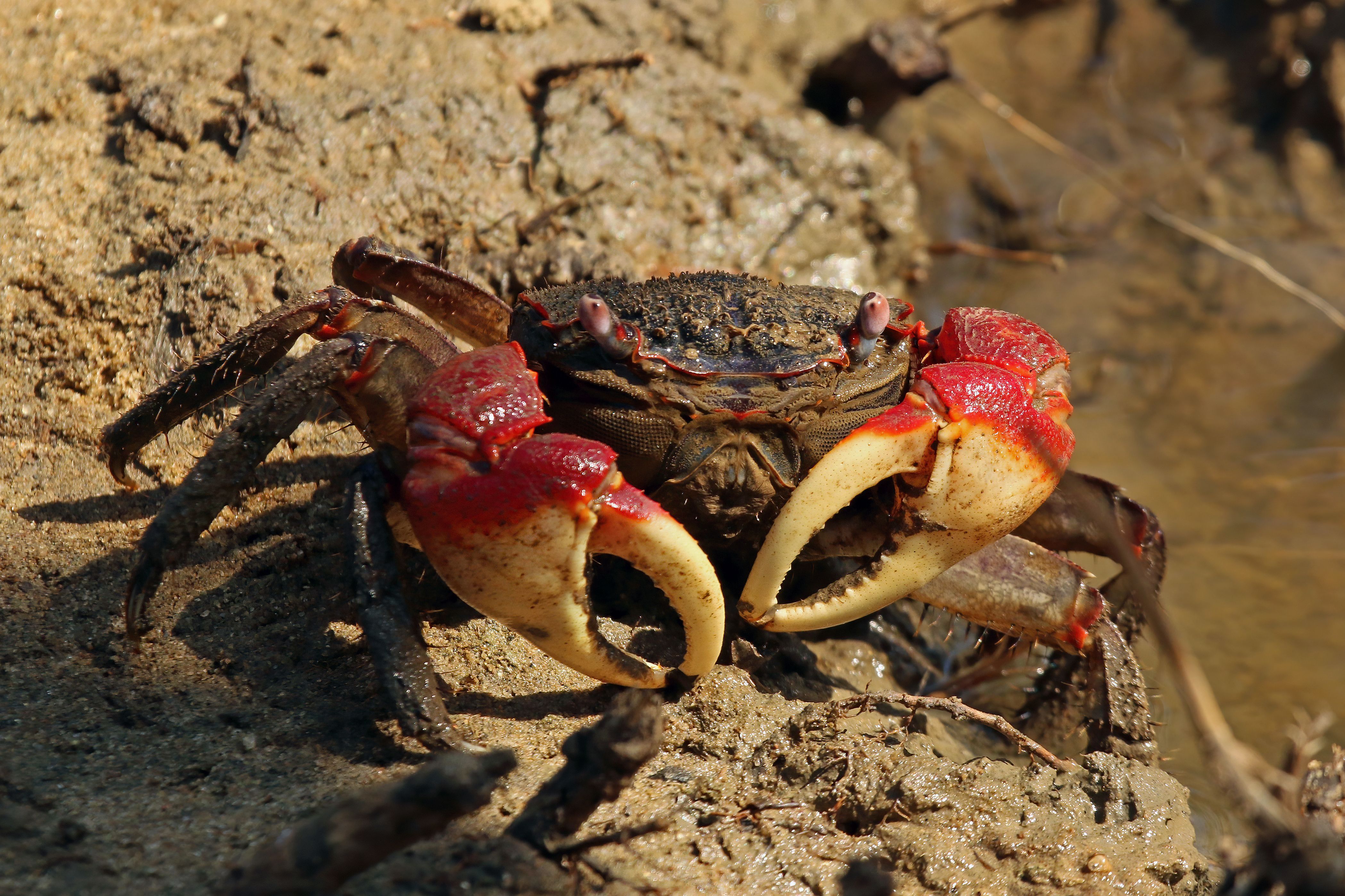 Species on the Move (Image Credits: Wikimedia)