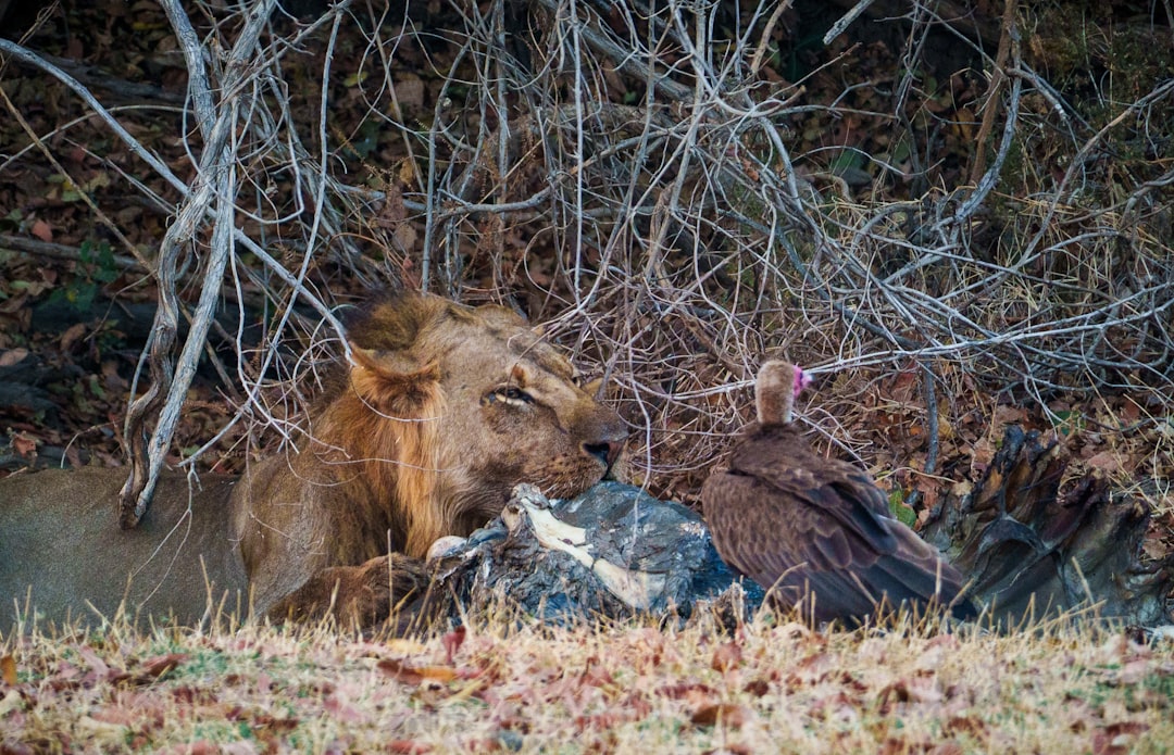 The Scavenging Strategy (Image Credits: Unsplash)