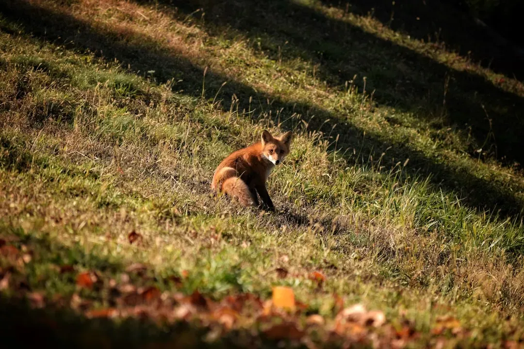 Unlikely Alliances: Hunting Side by Side With Brown Bears (Image Credits: Unsplash)