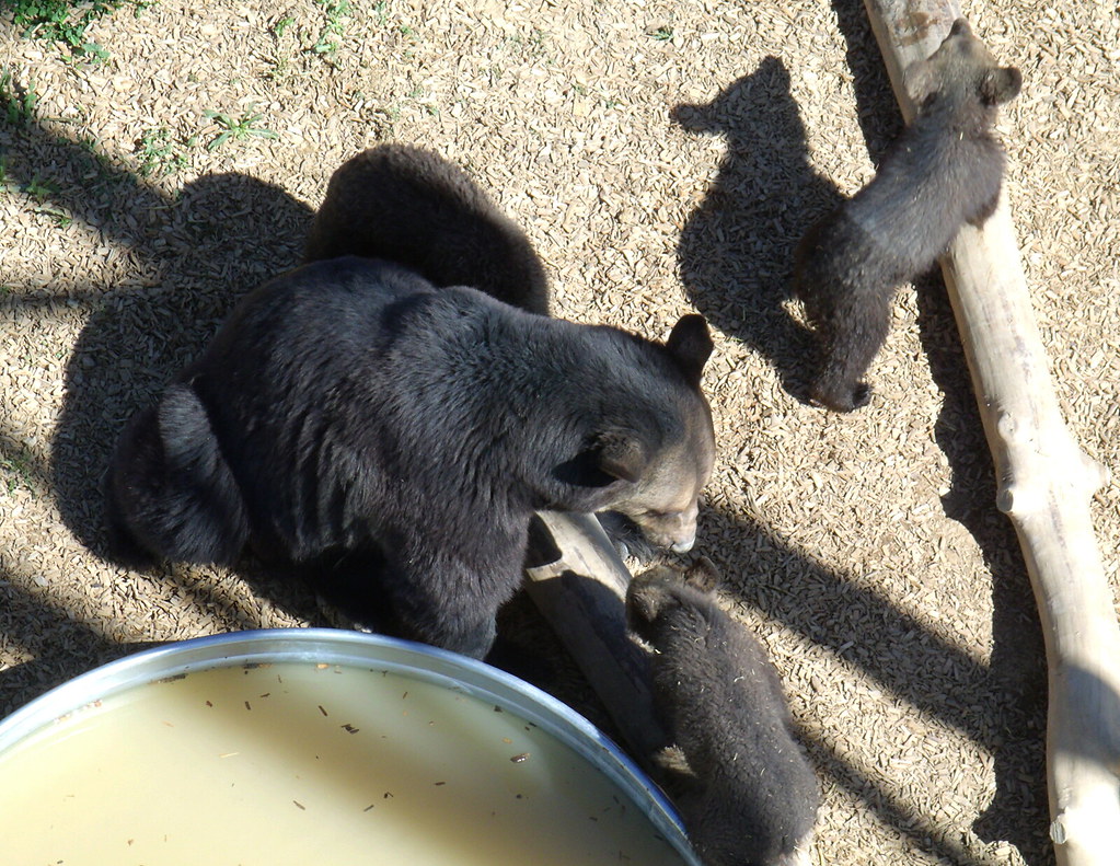 Bears Breaking Into Homes Creates Dangerous Encounters (Image Credits: Flickr)