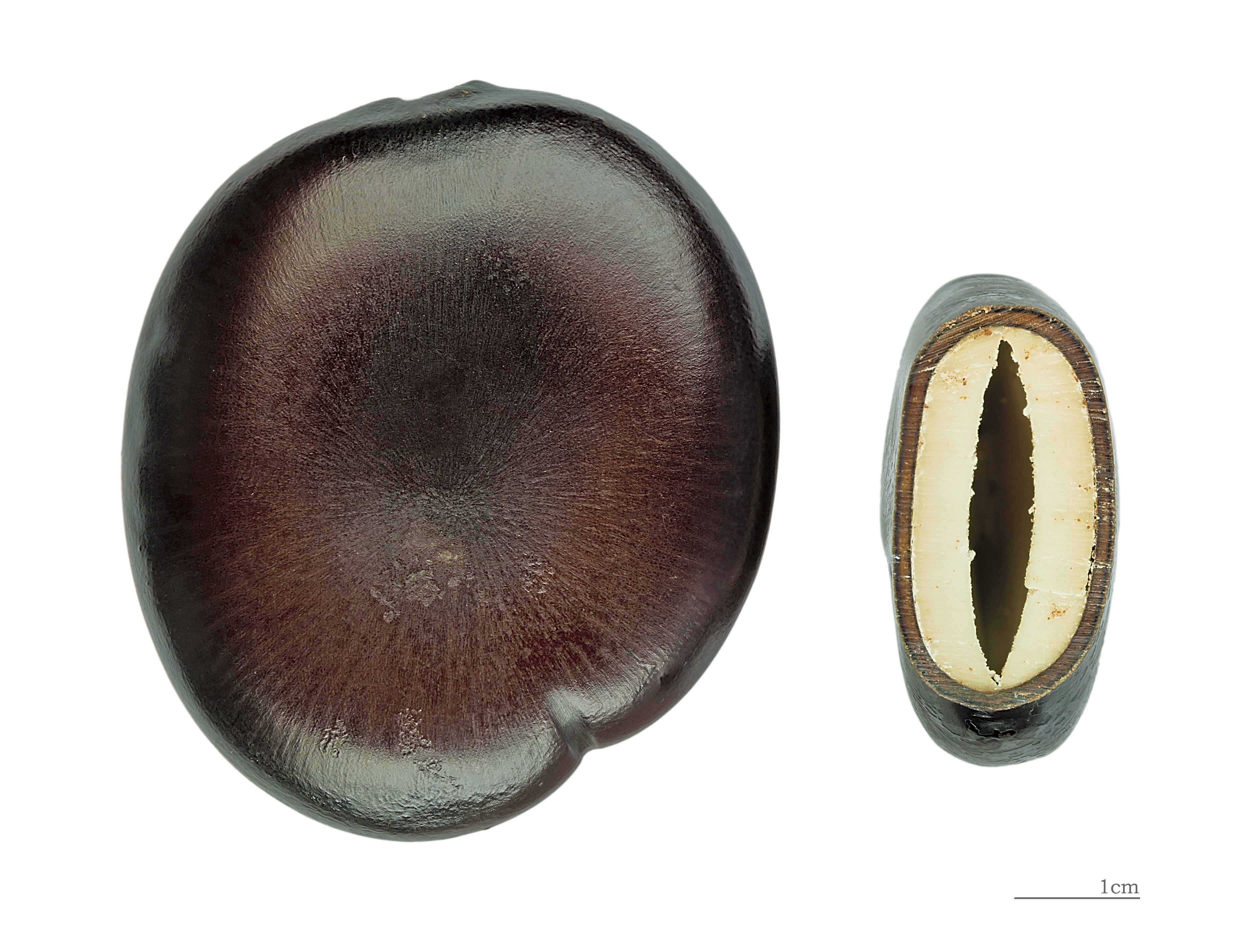 The Biophysics of Patience (Image Credits: Wikimedia)