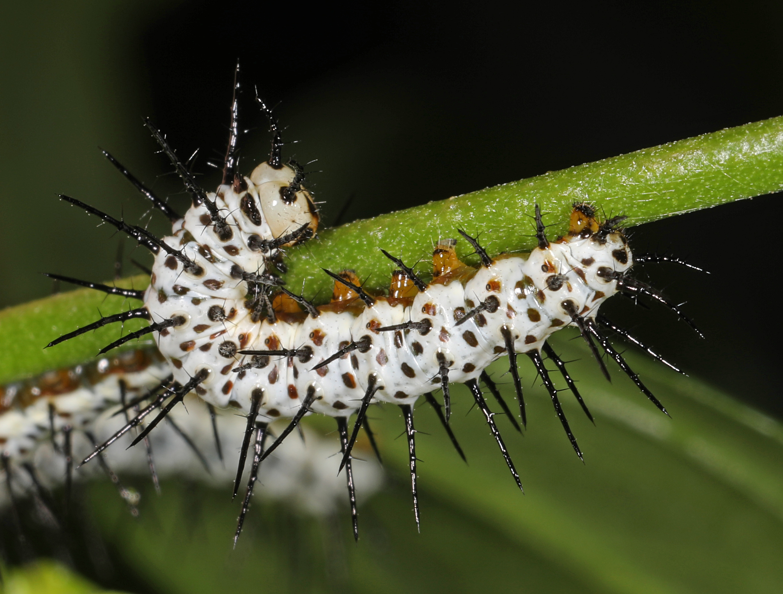 Zebra Longwing Caterpillar: The Social Spiker (Image Credits: Wikimedia)