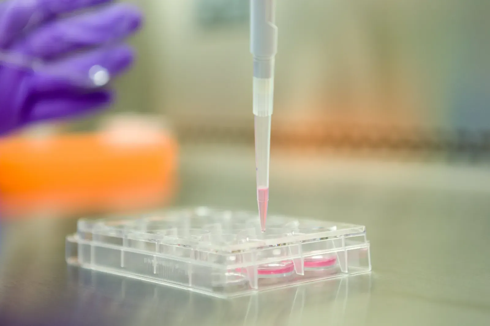 Reprogramming Cells to a Younger State (Image Credits: Wikimedia)