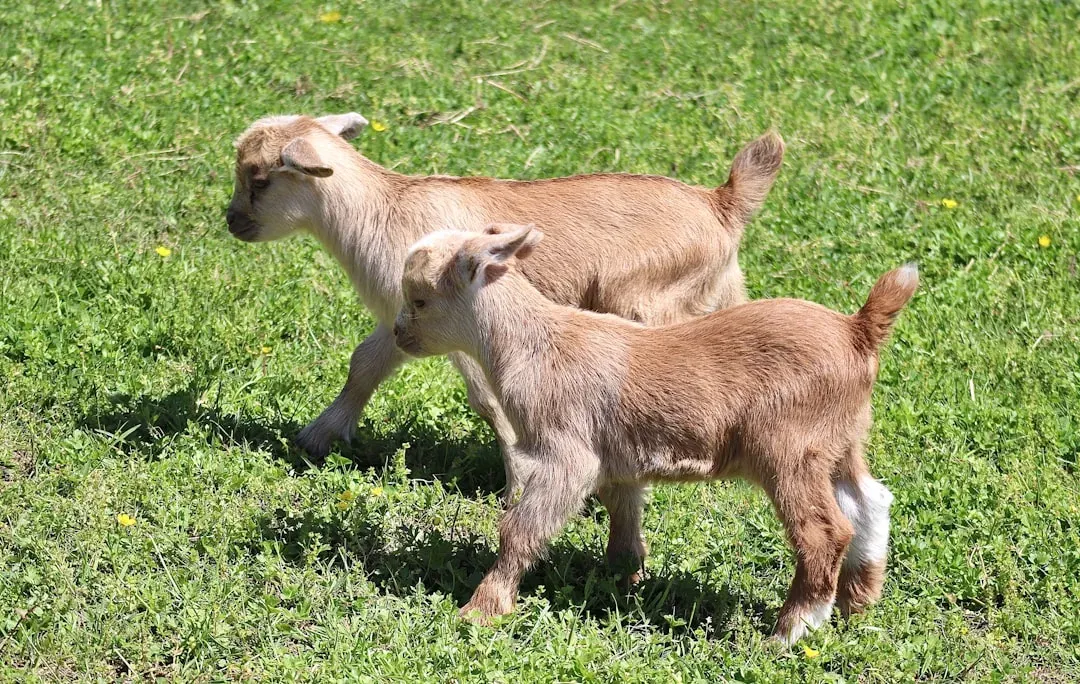 14. Goat Kids Play Just Like Little Children (Image Credits: Unsplash)
