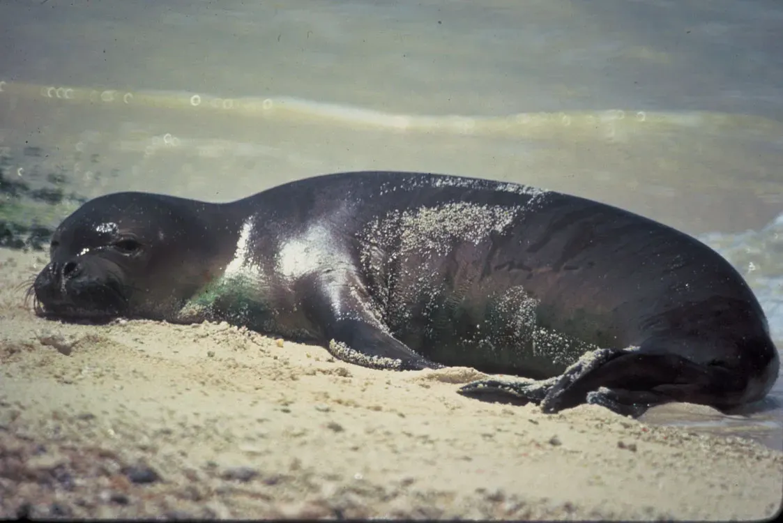 #5 - Caribbean Monk Seal (File URL Catalog record, Public domain)