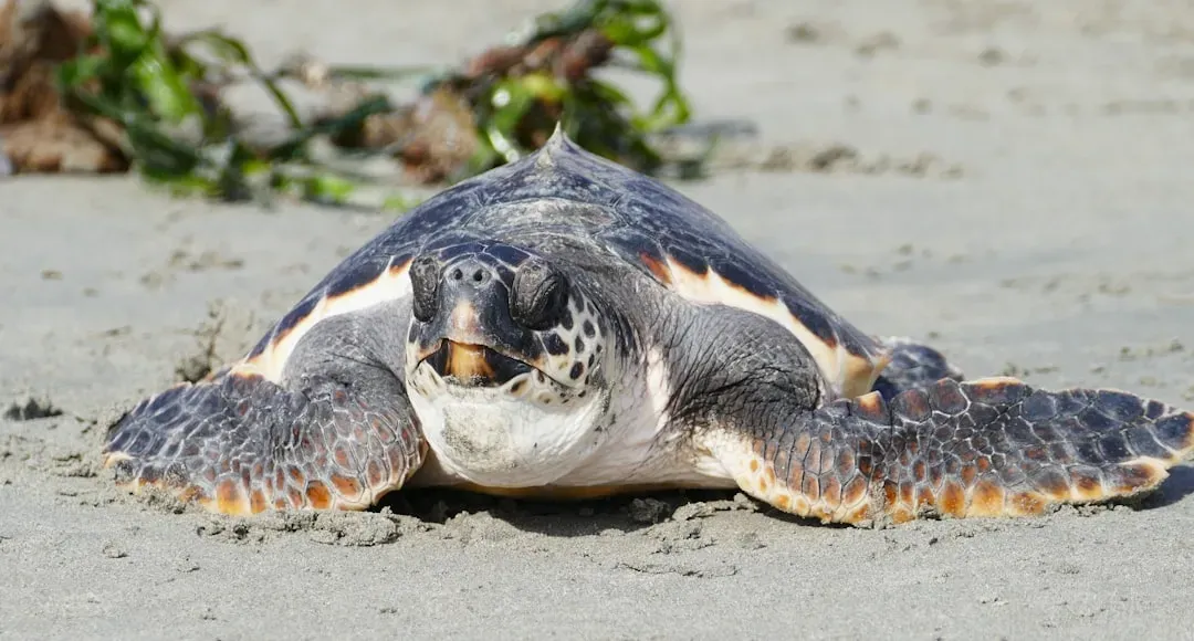 Conclusion: The Fight Is Far from Over (Image Credits: Unsplash)