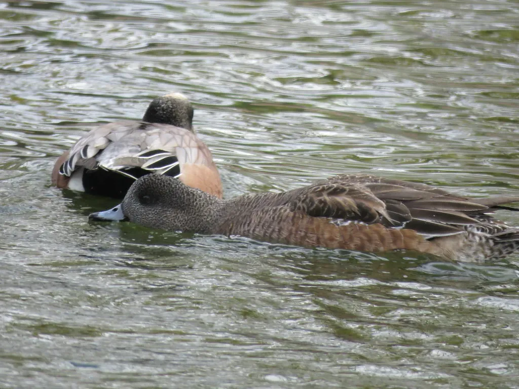 Emotional Intelligence Beyond Mammals (Chic Bee, Flickr, CC BY 2.0)