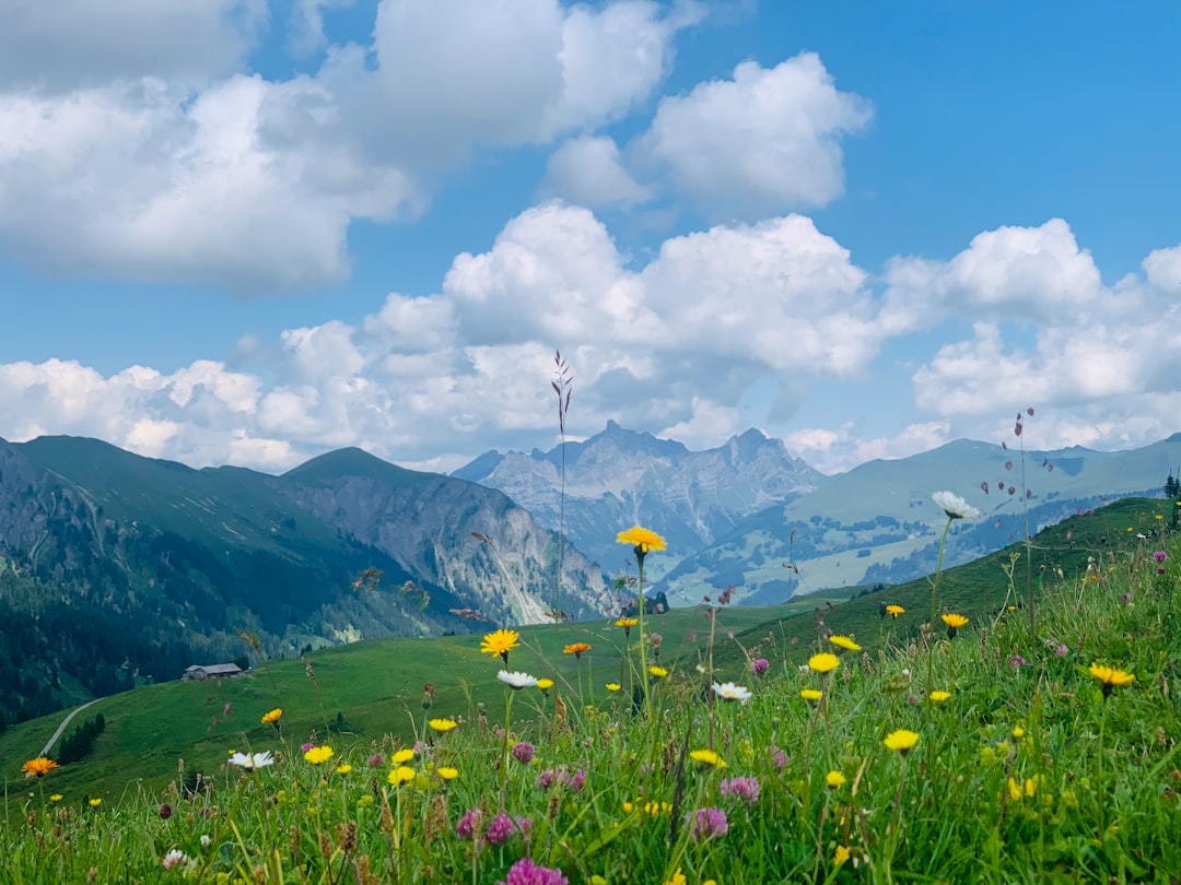 Colorado - Alpine Meadows Burst with Color (Image Credits: Unsplash)