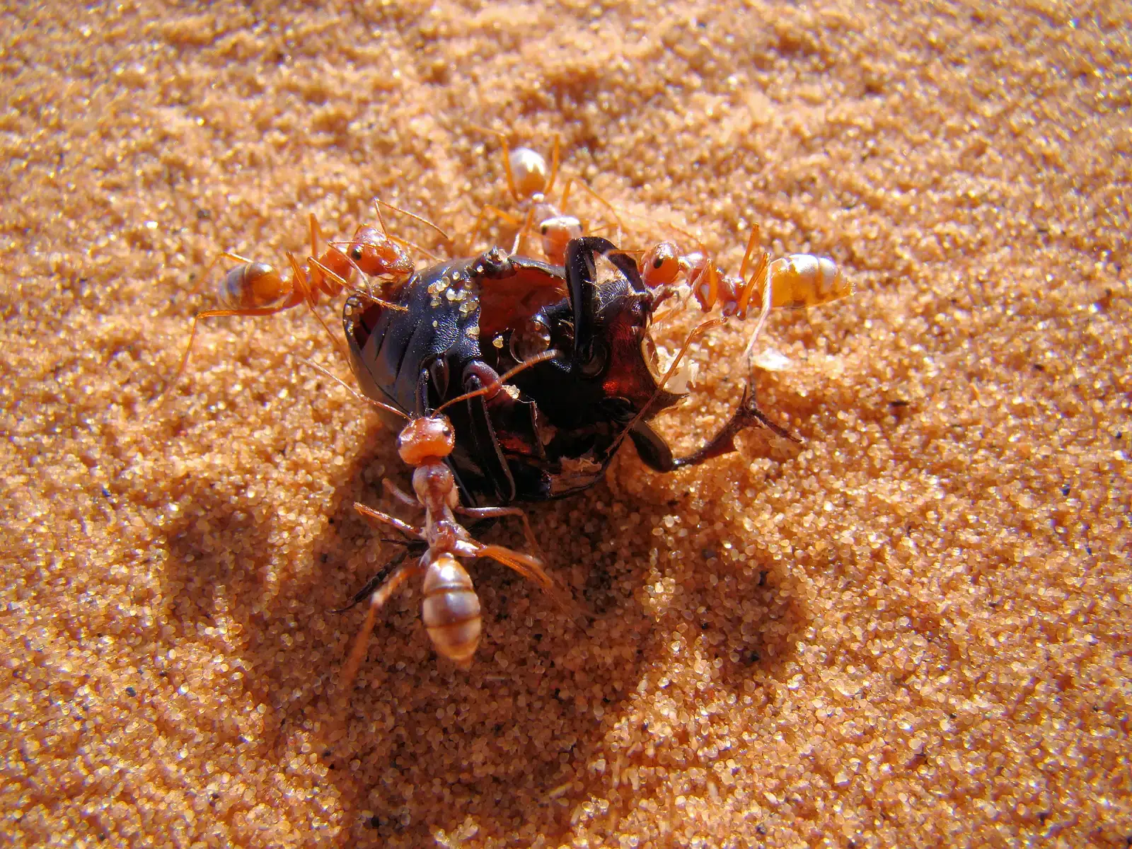Inspiration For Human Tech: Desert Ants As Natural Engineers (By Bjørn Christian Tørrissen, CC BY-SA 3.0)