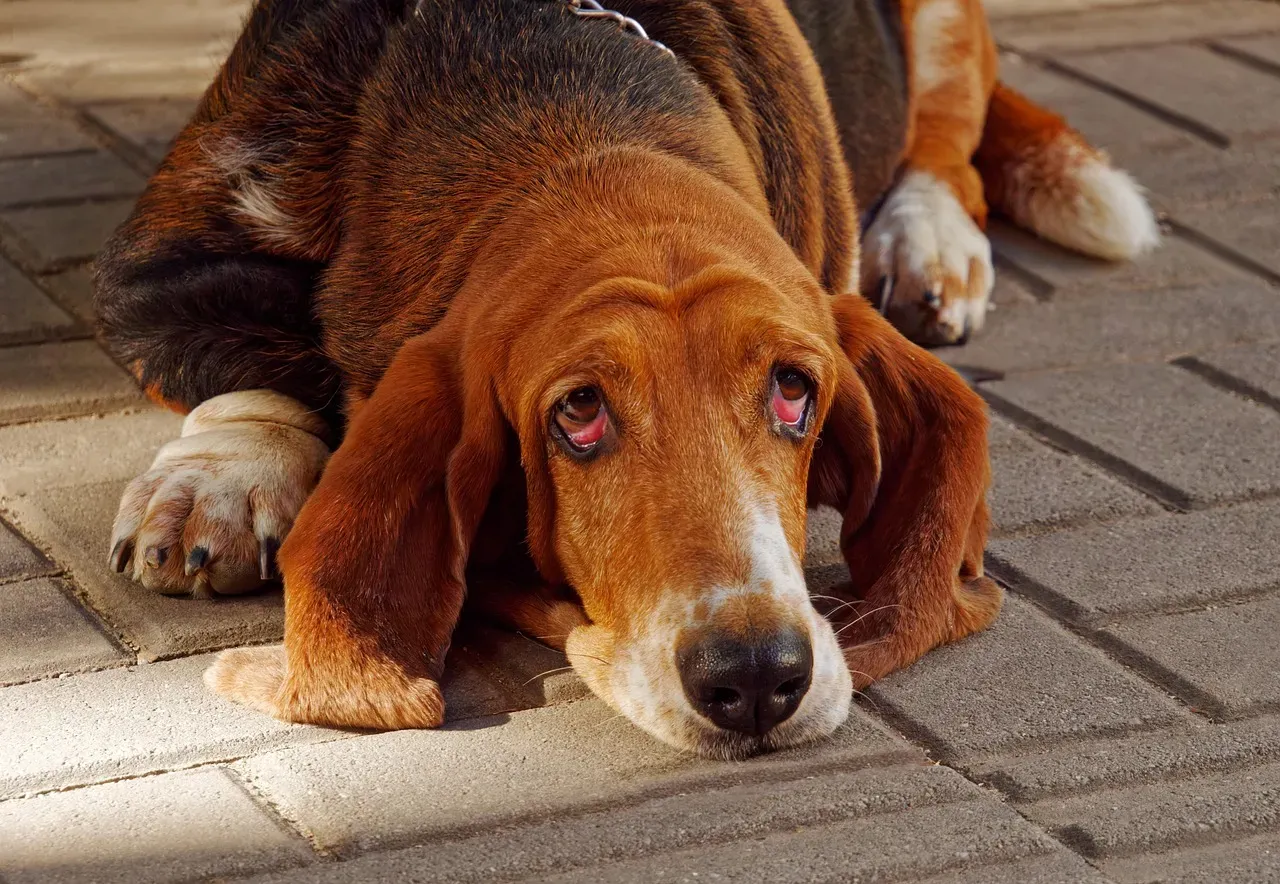 Bloodhounds: noses that read the world like a story (Image Credits: Pixabay)