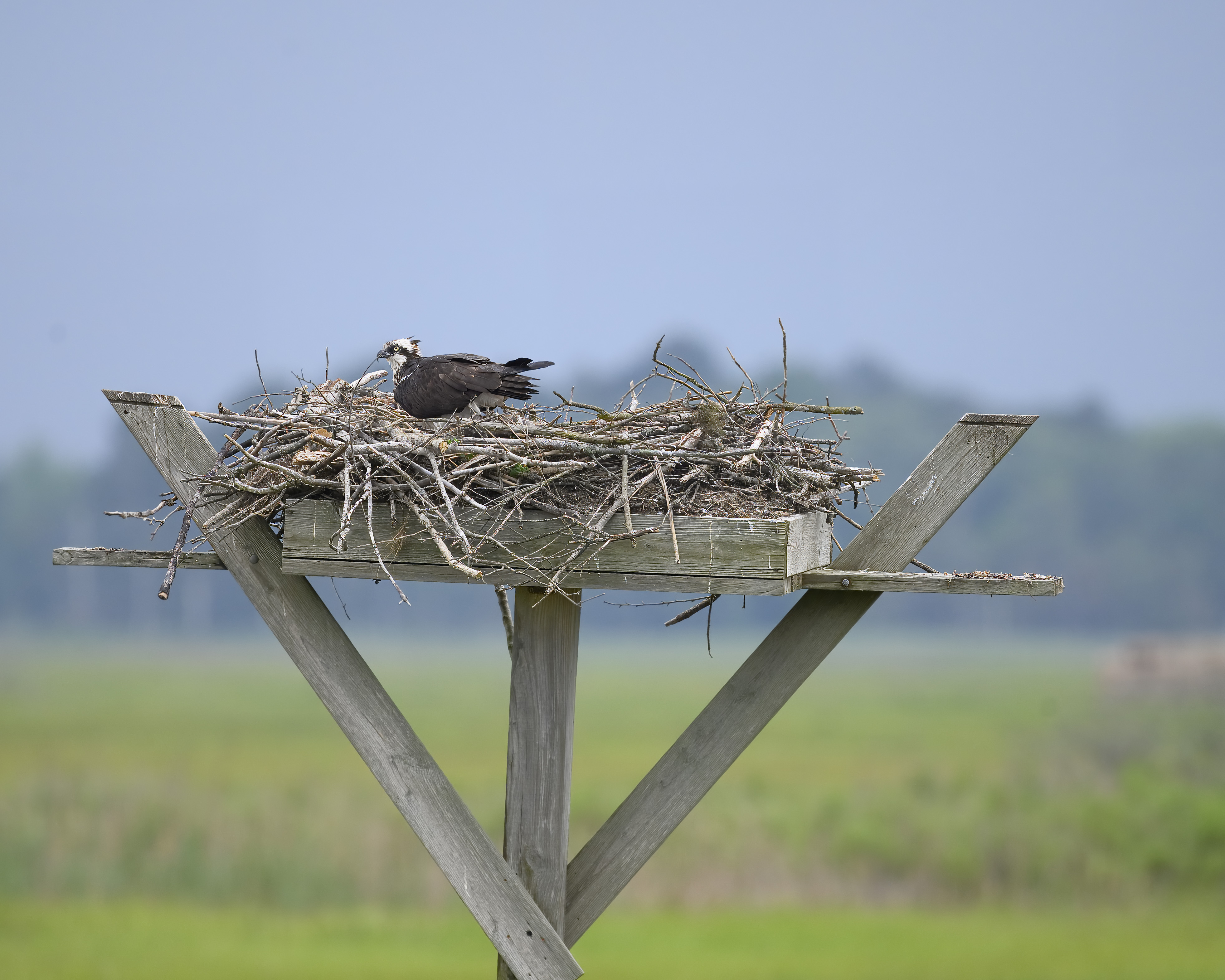 New Jersey’s Saltmarsh Strategy: Osprey Recovery (Image Credits: Wikimedia)