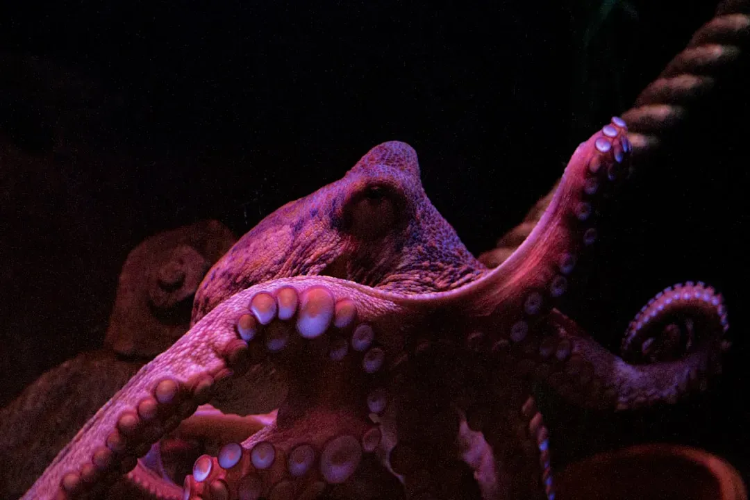 Octopus Problem-Solving: A Flexible Mind in a Soft Body (Image Credits: Unsplash)