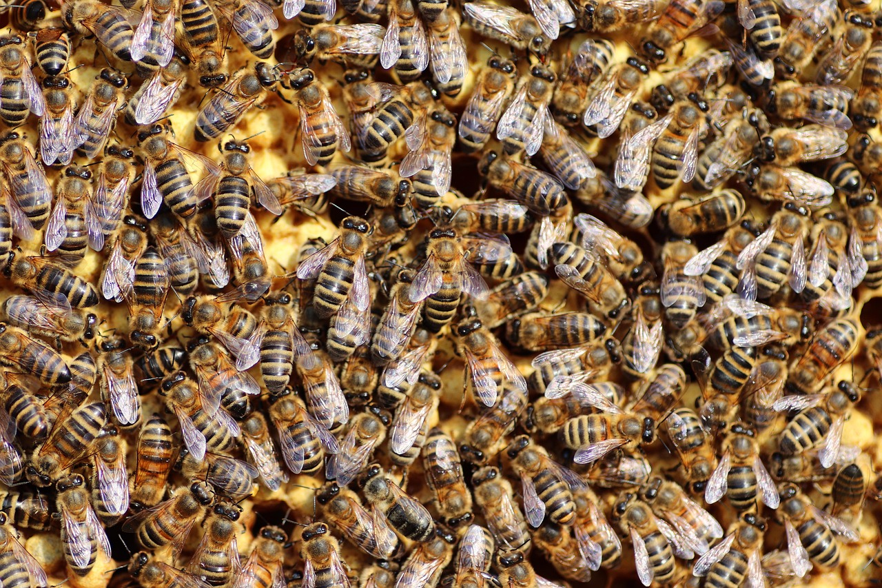 Aquarius: The Innovative Swarm Intelligence (Image Credits: Pixabay)