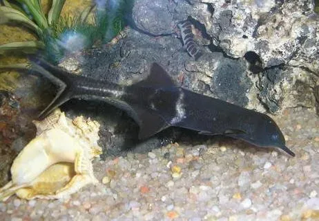 6. Elephantfish – Built-In Shock Shields (Image Credits: Wikimedia)