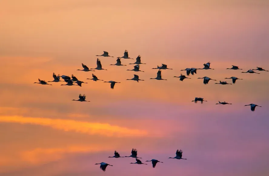 Birds Navigating Using Earth’s Magnetic Field (Image Credits: Flickr)