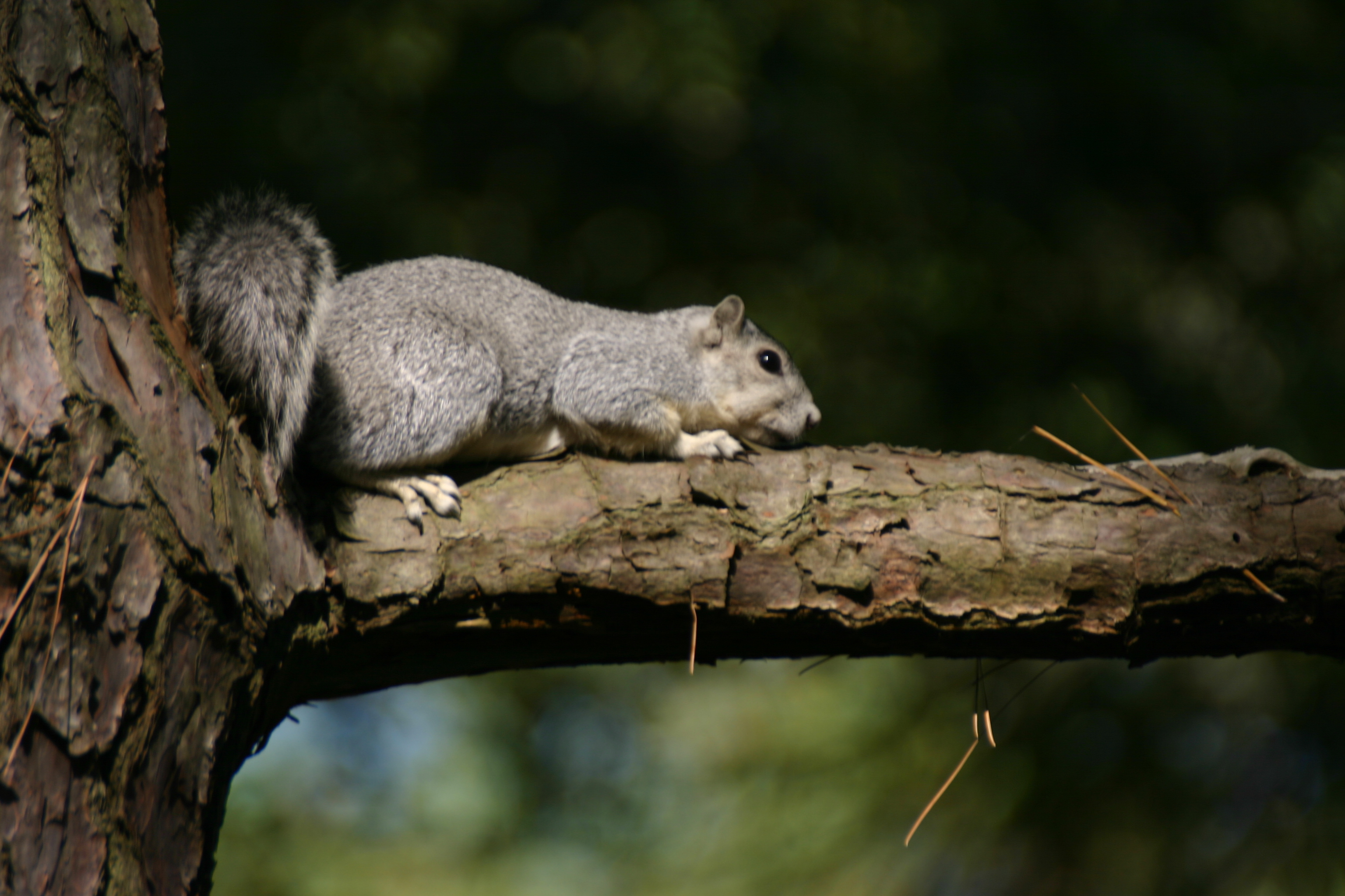 Maryland’s Forest Patchwork: Delmarva Fox Squirrel (Image Credits: Wikimedia)