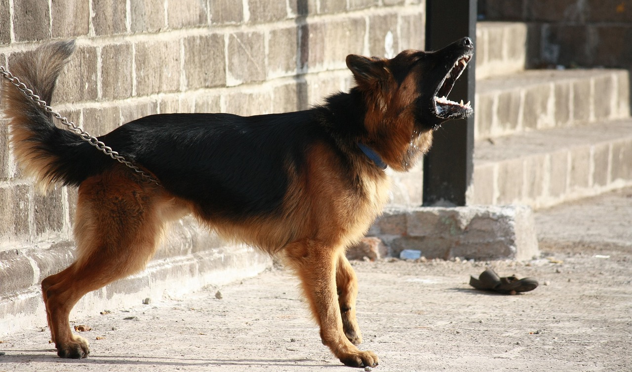 The Barking Dog Reaction That Sounds Like Nature (Image Credits: Pixabay)