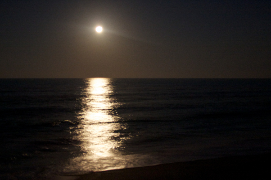 The Science of Rhythms: Moonlight, Melatonin, and the Sea (Image Credits: Wikimedia)