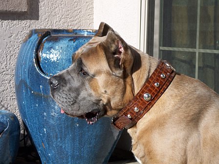 From Ancient Lore to Modern Science (Image Credits: Wikimedia)