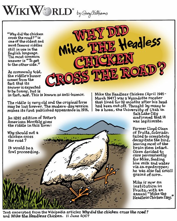 Mike the Headless Chicken: The Rooster Who Lived for 18 Months Without a Head (Image Credits: Wikimedia)