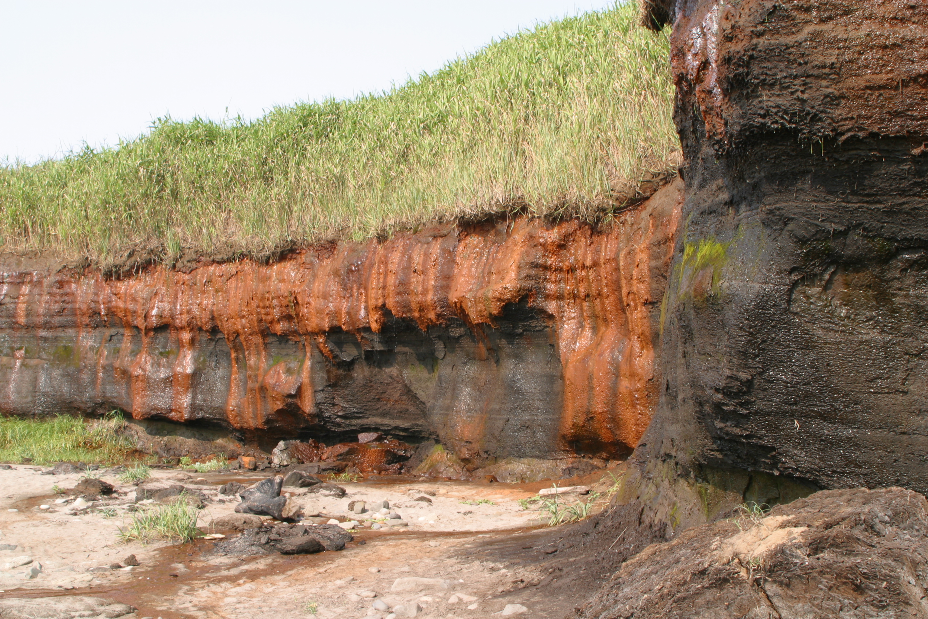 The Climate Puzzle Ancient Forests Help Solve (Image Credits: Wikimedia)