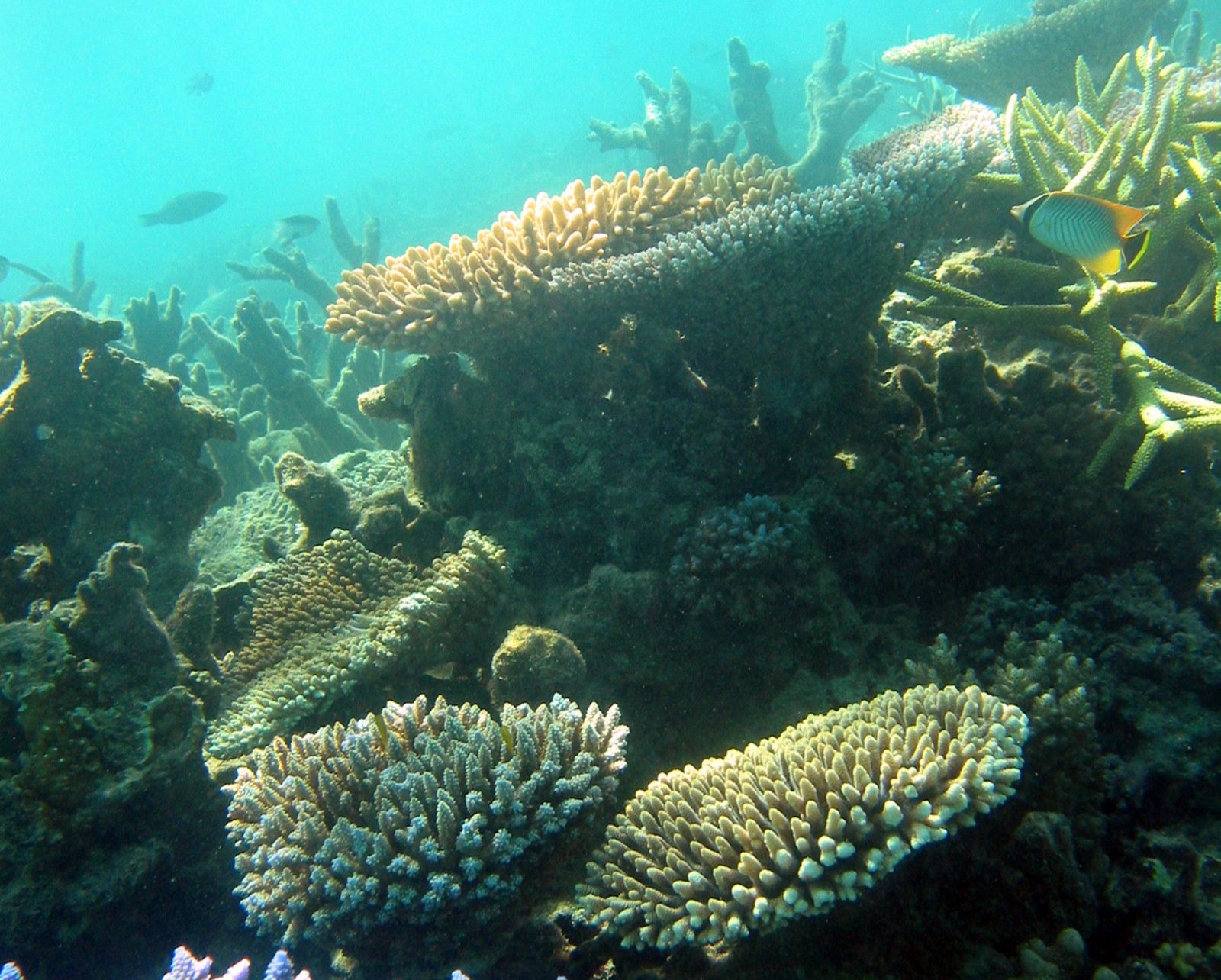 Cheeca Rocks, Florida Keys: Resilience in Plain Sight (Image Credits: Wikimedia)