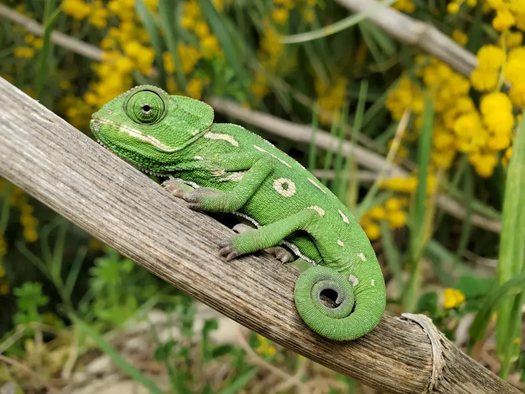 #3 - Panther Chameleons Don't Change Colour With Pigment Either (Image Credits: Unsplash)