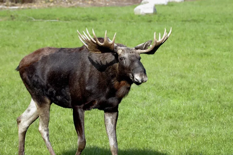 What To Do in the Split Second When a Moose Charges (Image Credits: Pexels)