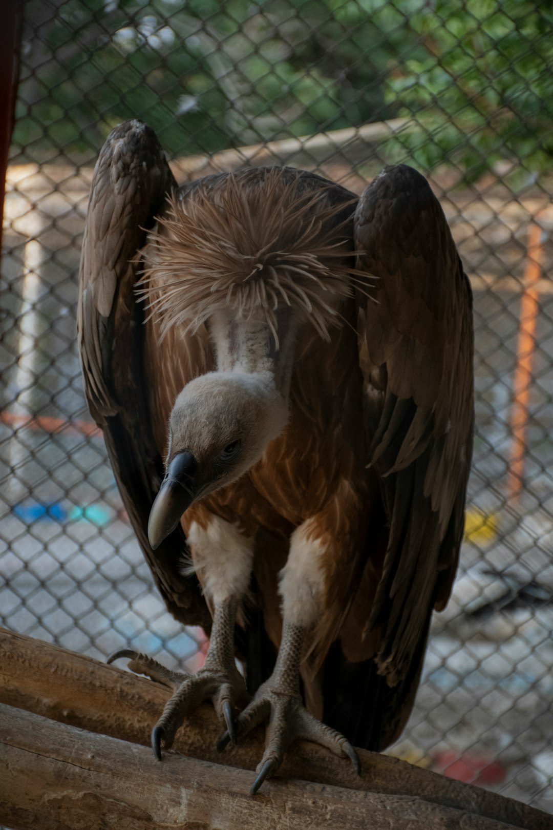 Legacy of Lead: The Poison Still Killing Condors (Image Credits: Unsplash)