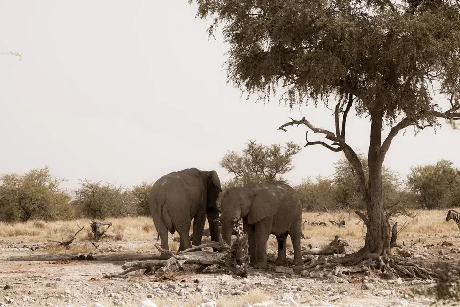 How Elephant Mourning Challenges Our Idea of Being Human (Image Credits: Pexels)
