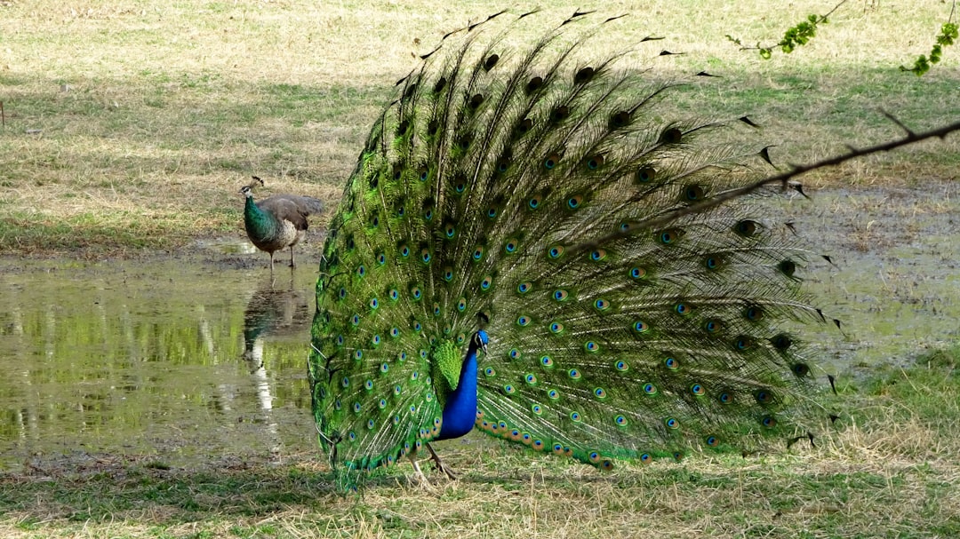 Leo: The Magnificent Peacock of Fire (Image Credits: Unsplash)