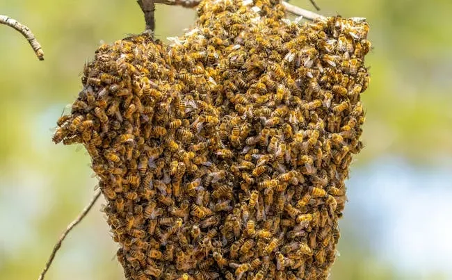 Honeybees’ Perfectly Efficient Hive Behavior (Image Credits: Pexels)