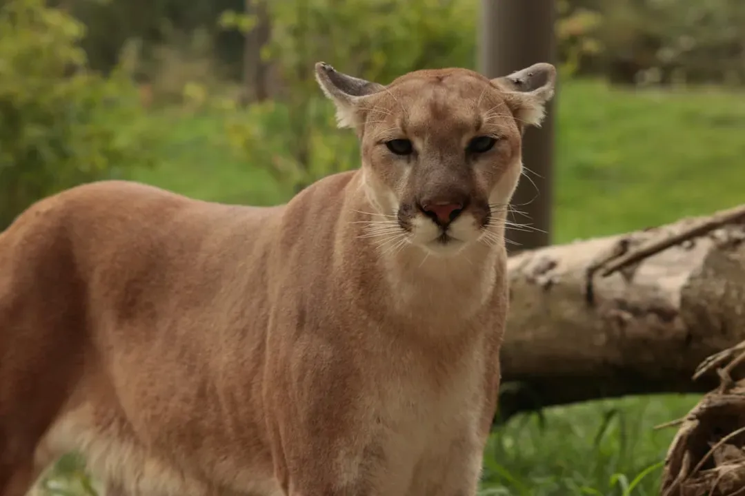 Taurus – The Cougar’s Grounded Power (Image Credits: Unsplash)