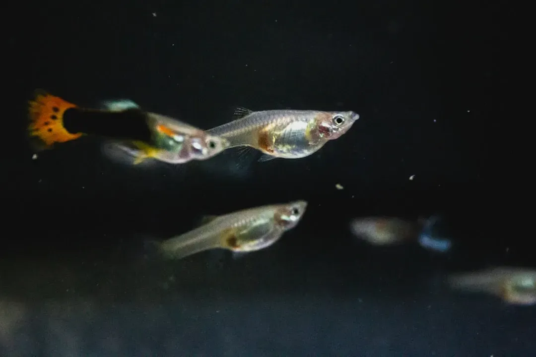 Conclusion: Small Fish, Big Questions (Image Credits: Unsplash)