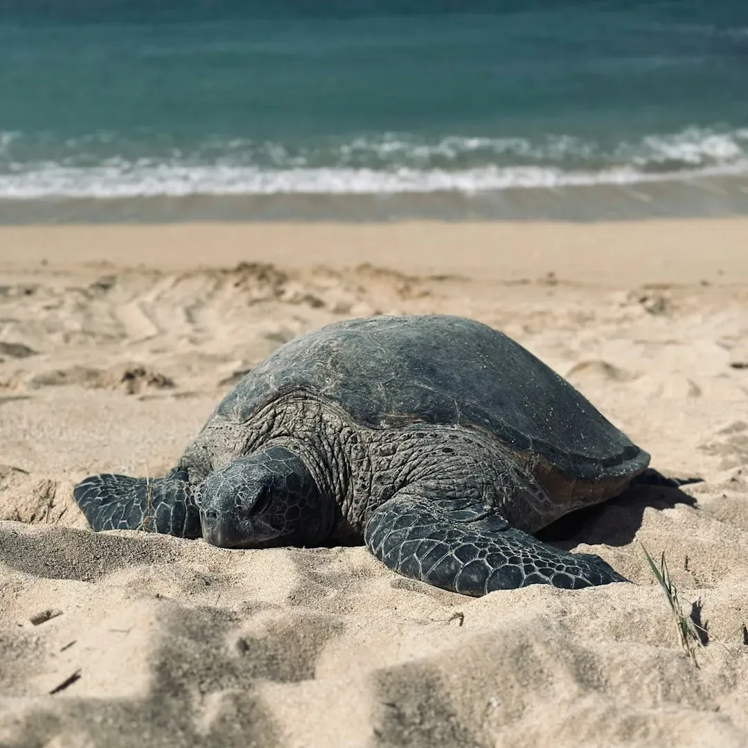 Green Sea Turtles: Returning to Beaches They Have Never Seen (Image Credits: Unsplash)