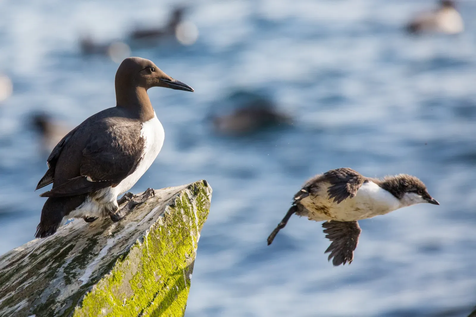 1. Common Murre: Cliff-Diving Chicks in the Dark (By nrknatur, CC BY-SA 2.0)