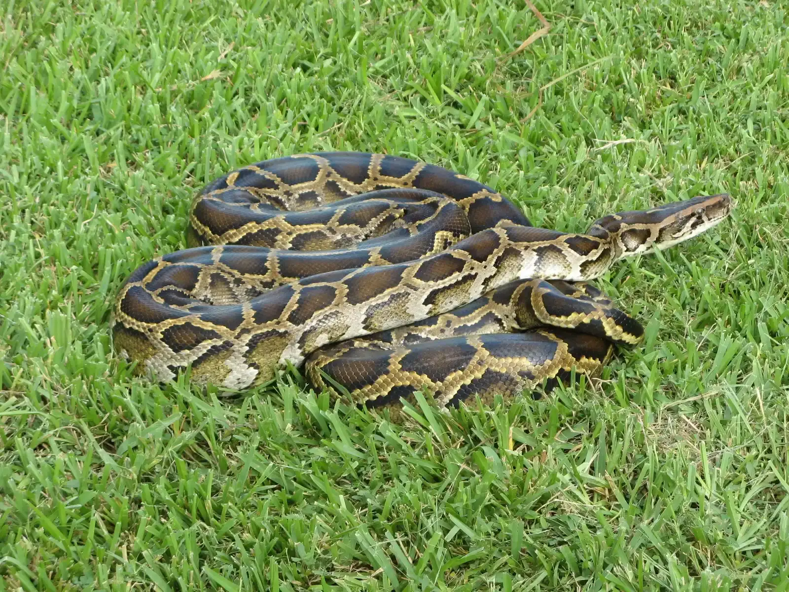 #2 Burmese Pythons in Florida: Giant Snakes From Half a World Away (Burmese pythonUploaded by Dolovis, Public domain)