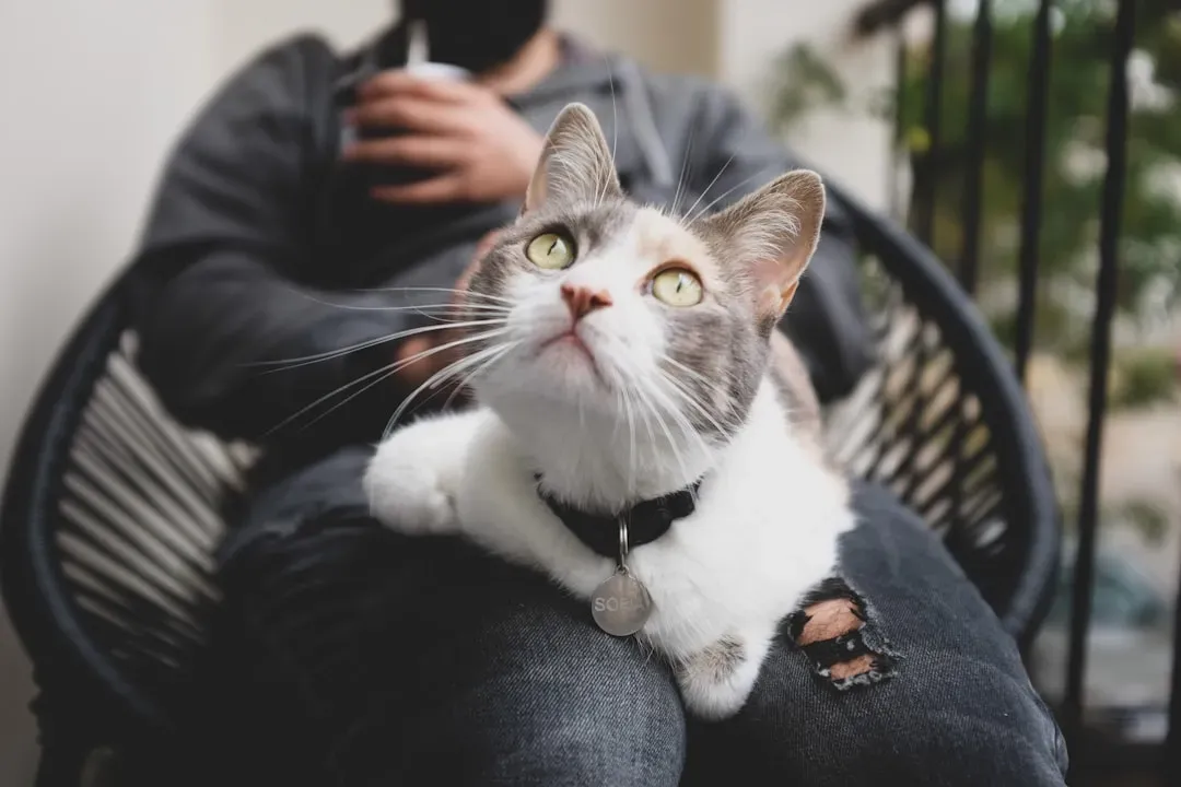 The Role of Choice and Control in Feline Relationships (Image Credits: Unsplash)