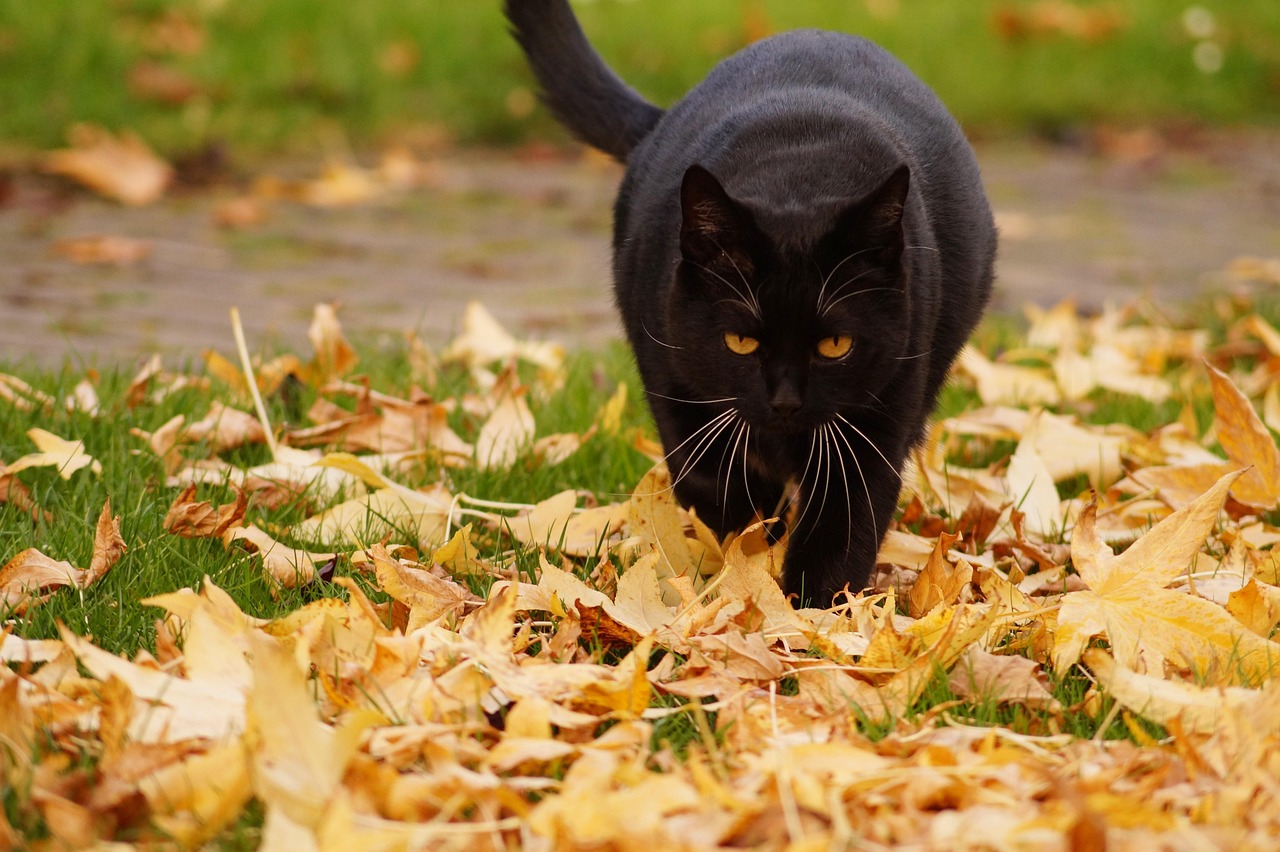 October: The Black Cat - Mystery in Autumn Shadows (Image Credits: Pixabay)