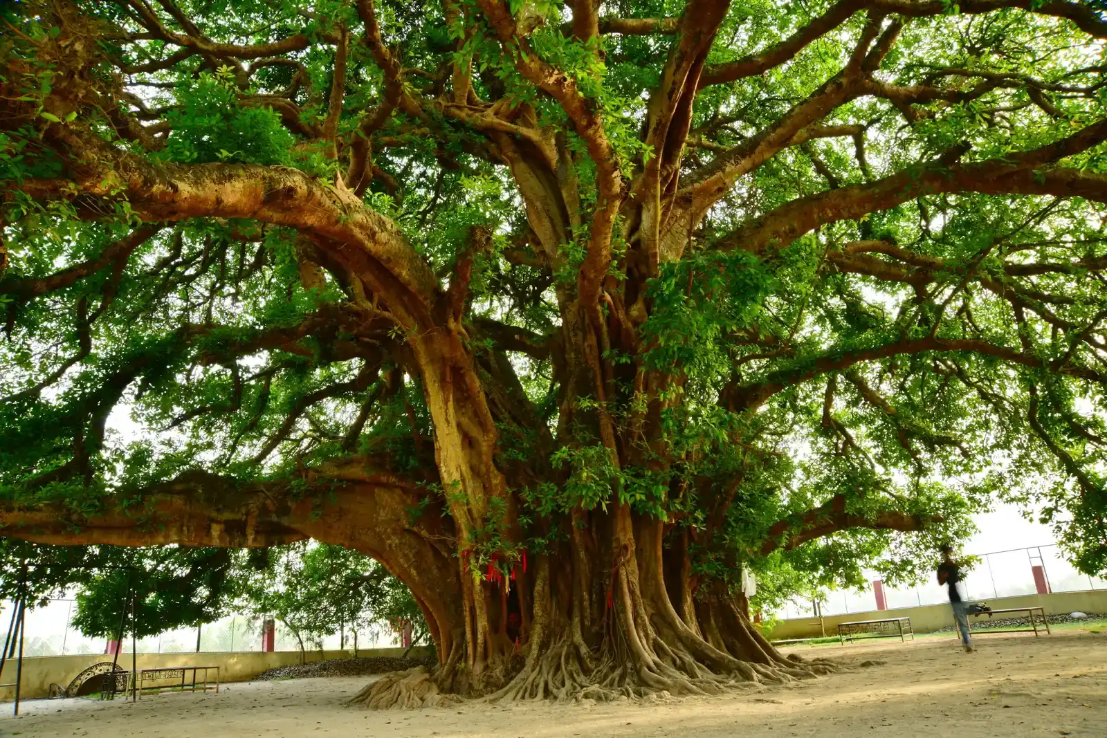 Mother Trees and Their Nurturing Networks (Image Credits: Wikimedia)