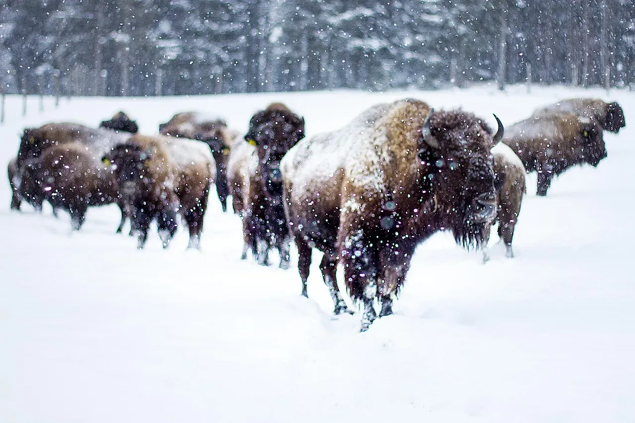 Conclusion: The Bison’s Spirit In The Zodiac (Image Credits: Pixabay)
