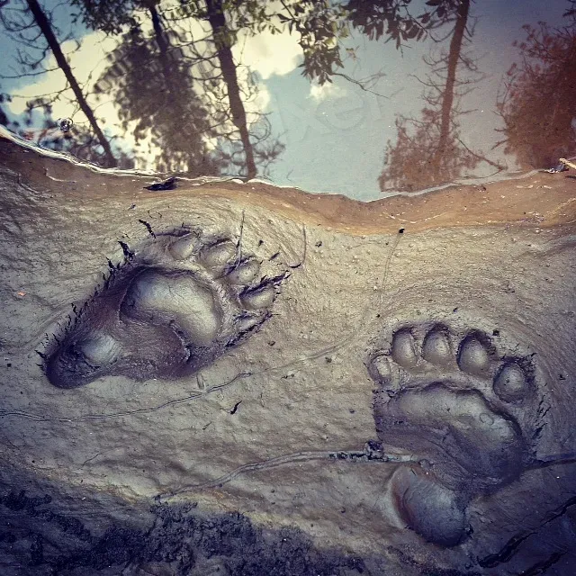 #4 - The "Fossilized" Human Footprints That Fell Apart on Dating (Image Credits: Rawpixel)