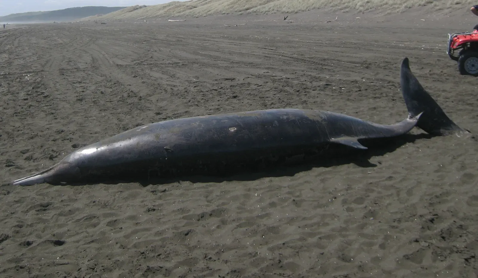 Whale and Dolphin Mass Strandings (Image Credits: Wikimedia)