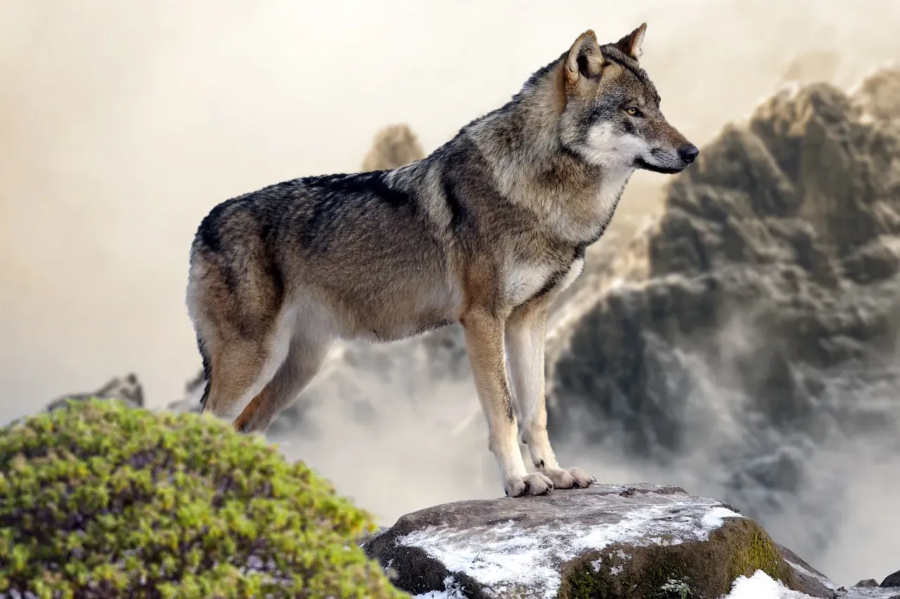 Capricorn: The Mountain Wolf of Endurance (Image Credits: Pixabay)