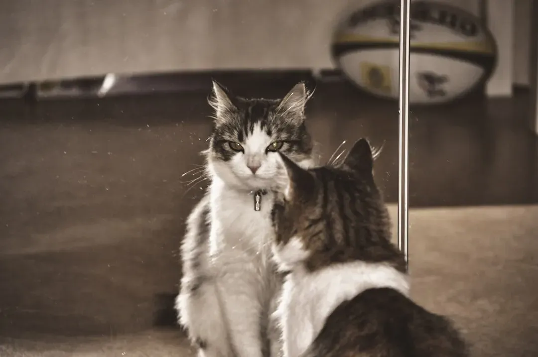 10. Cats: Aloof, Aware, and Playing by Their Own Rules (Image Credits: Unsplash)