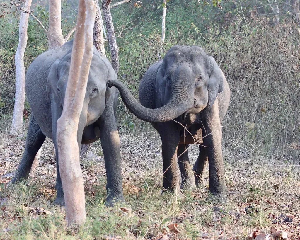 3. Elephants Using Infrasound You Cannot Hear (Nagarjun, Flickr, CC BY 2.0)