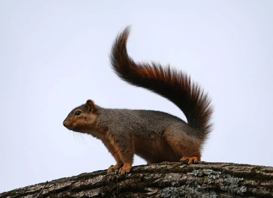 Tail Flicks and Ear Signals: The Squirrel’s Flag and Radar (Image Credits: Pexels)