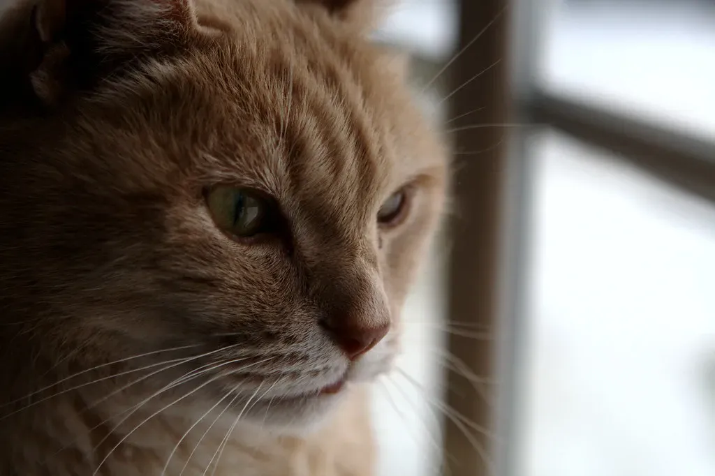 Making Your Home a Better Environment for a Trance‑Prone Cat (Richard Cocks, Flickr, CC BY 2.0)