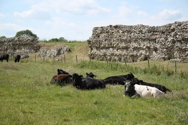 #8 - Silchester: A Roman Town Sealed Beneath Modern Fields (From geograph.org.uk, CC BY-SA 2.0)